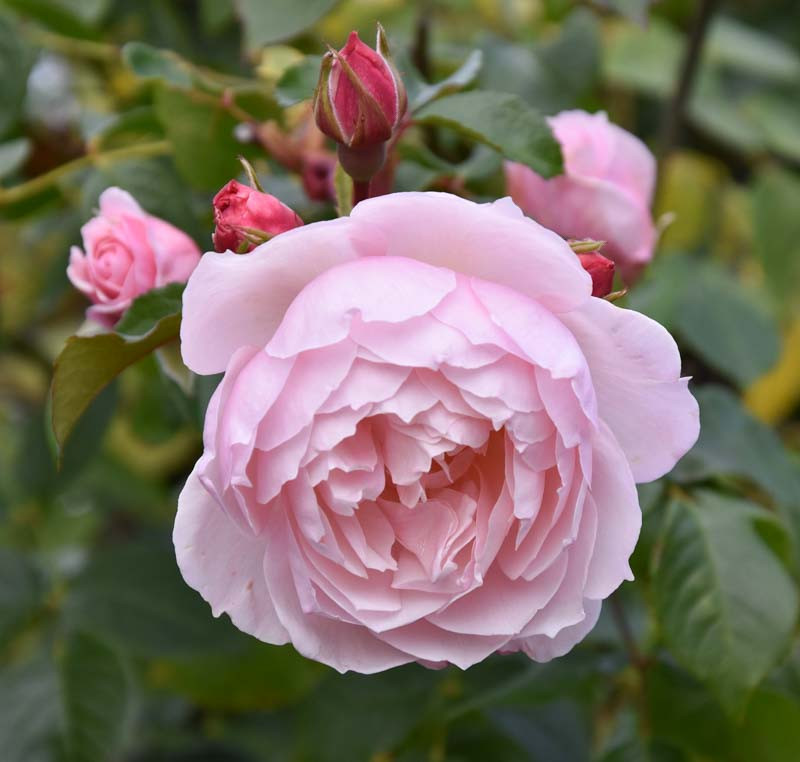 The Generous Gardener Climbing Rose Uk Fasci Garden